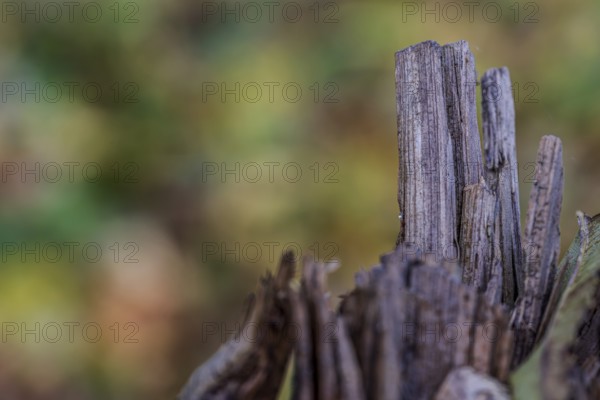 A wooden structure is visible in the foreground, while the blurred background shows the bright