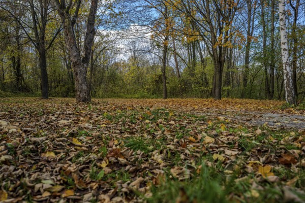 In the park, there is a thick layer of colorful autumn leaves on the ground. The trees are bare and