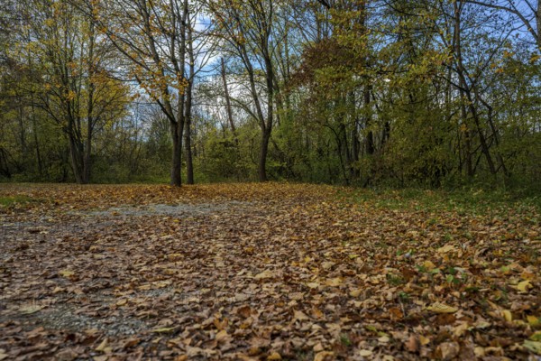 There are colorful autumn leaves on the ground, while the trees in the background show a peaceful