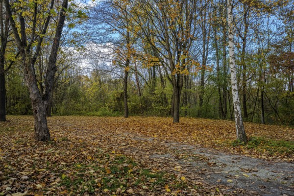 There are trees with colorful autumn leaves in a quiet park. The ground is covered with fallen