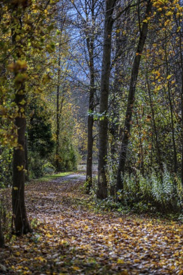 A quiet forest trail in autumn shows colorful leaves on the ground. The sun shines through the
