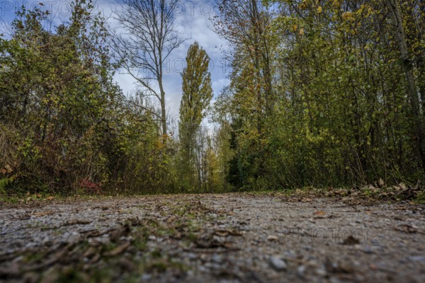 A quiet trail leads through the forest, surrounded by green trees and colorful foliage. The sun is
