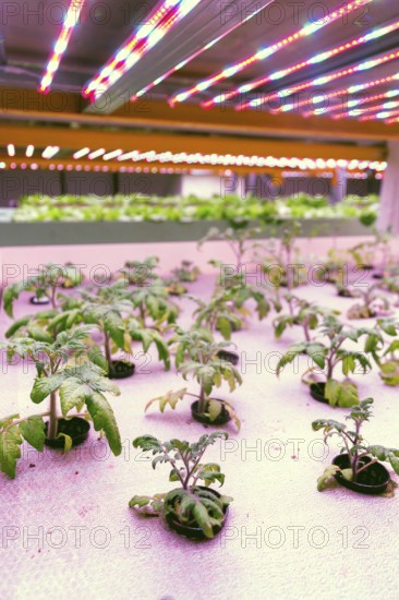 Tomato young plants grow in aquaponics system combining fish aquaculture with hydroponics,