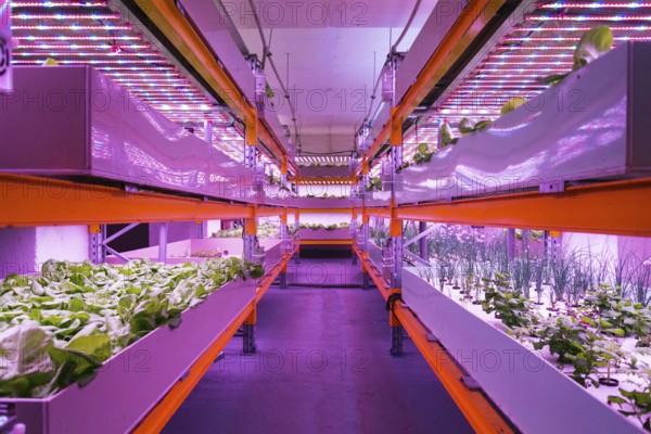 Shelves with lettuce in aquaponics system combining fish aquaculture with hydroponics, cultivating