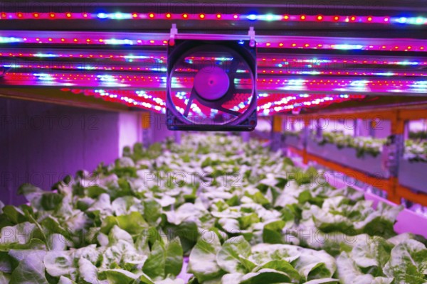 Ventilator and special LED lights belts above lettuce in aquaponics system combining fish