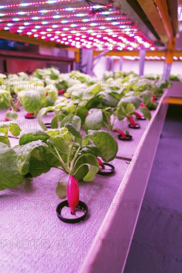 Radish plants grown in aquaponics system combining fish aquaculture with hydroponics, cultivating