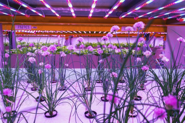 Chives in aquaponics system, combination of fish aquaculture with hydroponics, cultivating plants