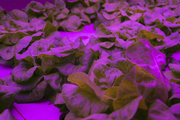 Special LED lights shine on lettuce in aquaponics system combining fish aquaculture with