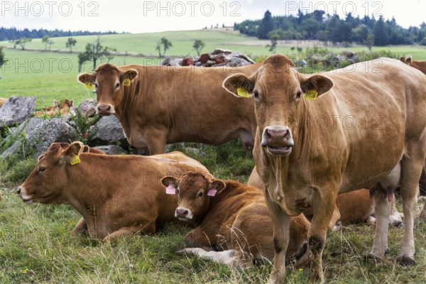 Herd of cows looking at camera and pasture on beautiful green mountain meadow, summer day copy
