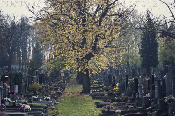 Beautiful tree among graves, autumn on cemetery, Prague, Czech Republic, sunny day, All souls day