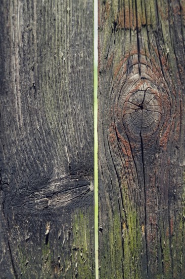 Colorful filtered old knotty wood texture background with hole Prague, Czech republic