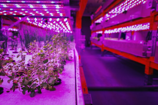Various herbs and vegetables grow under special LED lights belts in aquaponics system combining