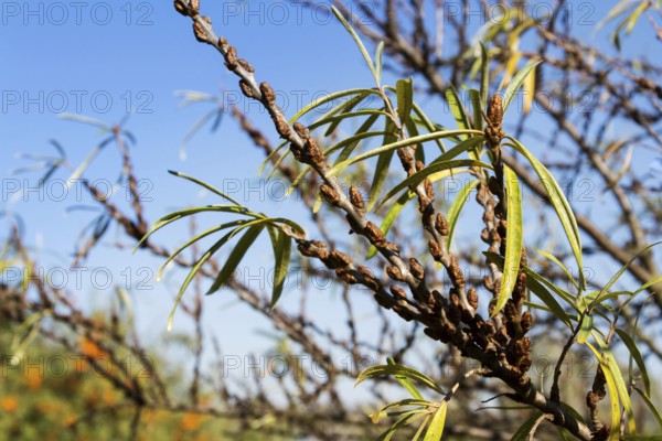 Hippophae rhamnoides male plants detail with female fruit berries in background, common sea