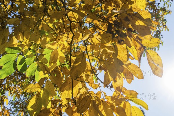 Beautiful bright yellow and green walnut leaves in autumn sunny day, blue sky background, lovely