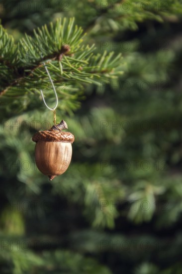 Natural Christmas decoration made from brown acorn hanging on green coniferous spruce tree Prague
