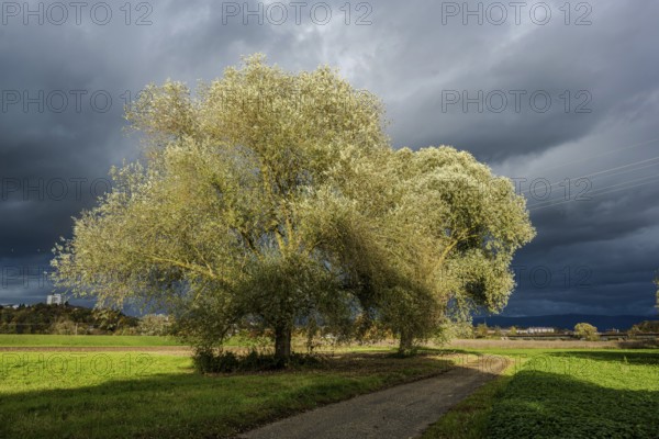 There are two large pastures on a path. The sky is dark and threatening, which creates an