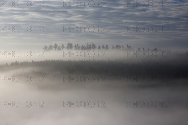 A forest floats in fog like a Fatamorgana in morning light between heaven and earth, autumn,