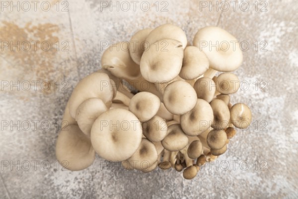 Raw Oyster mushroom, Pleurotus ostreatus on brown concrete background. Top view, flat lay,