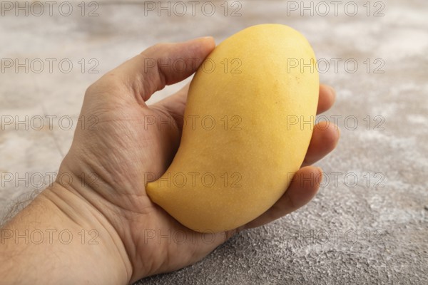 Orange mango with hand on concrete background. Side view, copy space. healthy food, minimalism