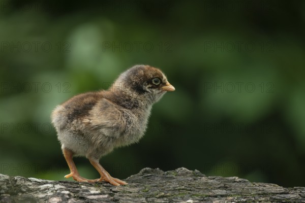 A fluffy baby chicken walks on a tree against a soft green background