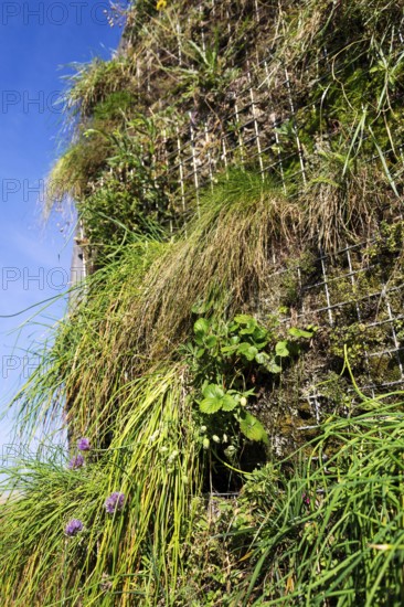Flowering chives, allium schoenoprassum, on green living wall, vertical garden exterior facade with