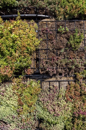 Green plants and grass growing through mesh of galvanized iron wire gabion boxes filled with soil,