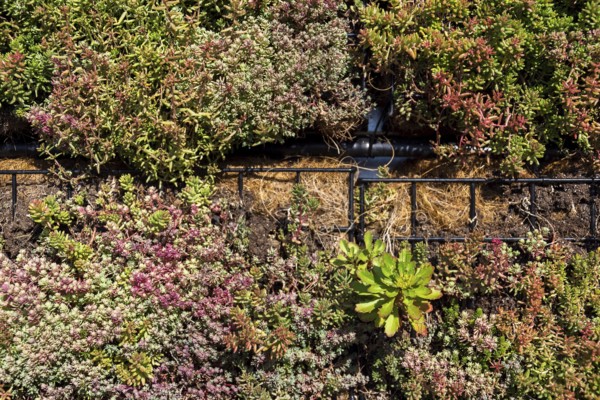 Green plants and grass growing through mesh of galvanized iron wire gabion boxes filled with soil,