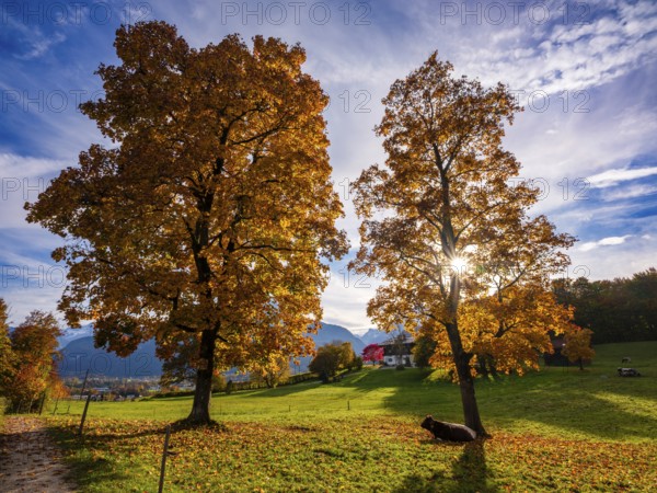 Autumn atmosphere, coloured trees in a meadow with cows, Bischofswiesen, Berchtesgadener Land,