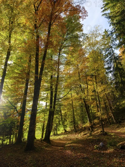 Sunlight in mixed forest, colored in autumn, Bischofswiesen, Berchtesgadener Land, Upper Bavaria,