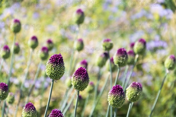 Beautiful purple green blooming round-headed garlic flower, allium sphaerocephalon on blurred