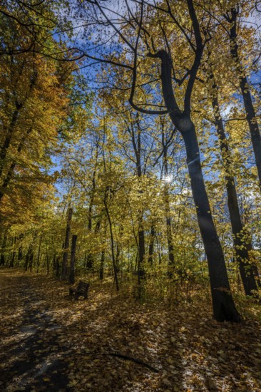 A quiet forest trail in autumn, surrounded by colorful foliage. The sun shines through the trees