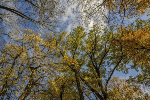 Colourful leaves hang from tall trees in autumn. The sky shows clouds and bright blue. The colors