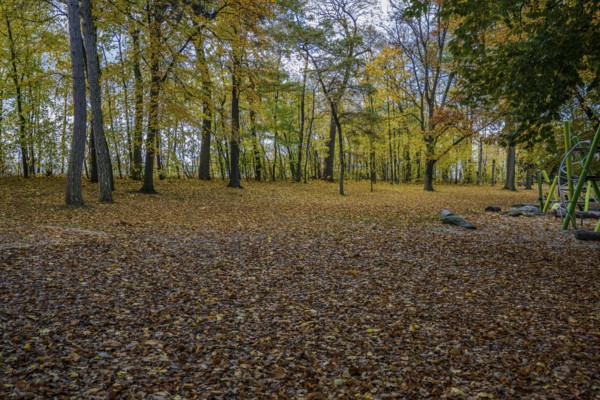 In a park, the trees are decorated with yellow and red leaves. The ground is covered with fallen