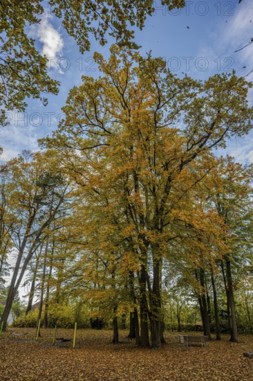 A large tree with golden yellow leaves stands in a park. Around it, a carpet of fallen leaves