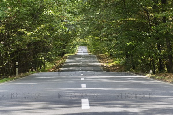 Empty road with broken line in the middle of deciduous forest, green trees alley, sunny summer day,