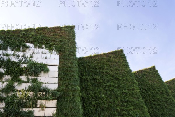 Green vertical living wall with root zone waste water treatment, exterior facade on modern building