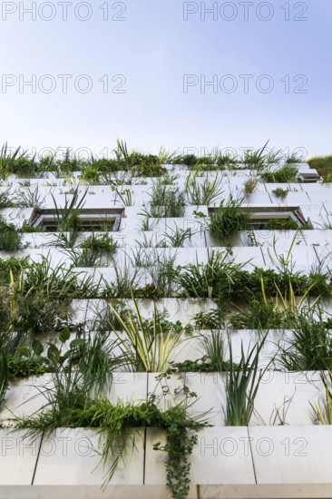 Window surrounded with root zone waste water treatment plant for greene vertical living wall,