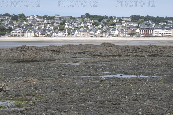 Erquy at low tide: A wide area of dark, moss-covered rock, exposed by low tide, forms the