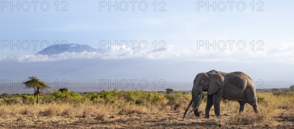 African elephant (Loxodonta africana) in picturesque savanna landscape with the summit of Mount