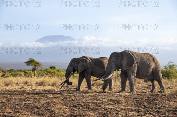 Two African elephants (Loxodonta africana) in a picturesque savanna landscape with the summit of
