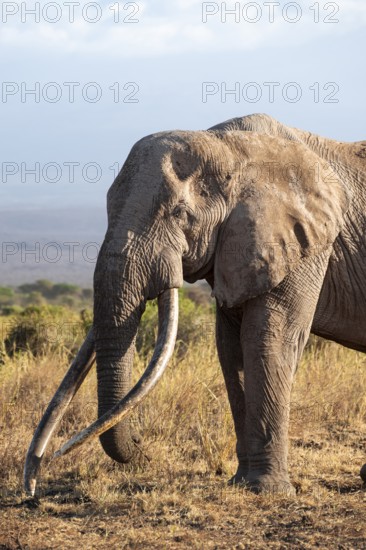African elephant (Loxodonta africana) in picturesque savanna landscape with the summit of Mount