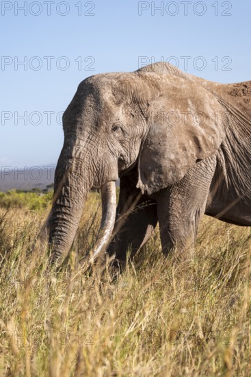 African elephant (Loxodonta africana) the famous Super Tusker elephant Craig, old male with long