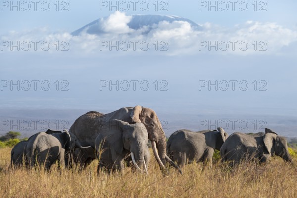 Group of African elephants (Loxodonta africana) in picturesque savanna landscape with the summit of