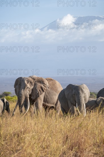 Group of African elephants (Loxodonta africana) in picturesque savanna landscape with the summit of