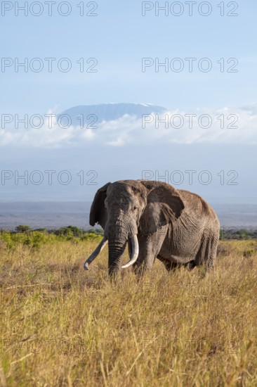 African elephant (Loxodonta africana) in picturesque savanna landscape with the summit of Mount
