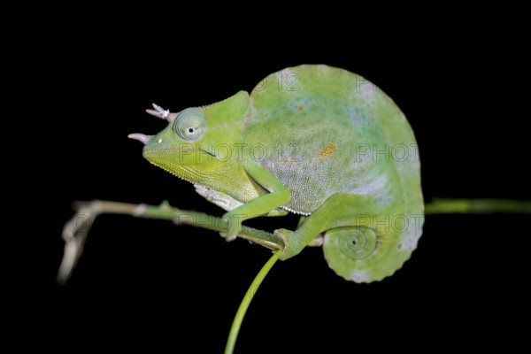 Usambara three-horned chameleon (Trioceros deremensis), chameleon on a branch at night, Amani