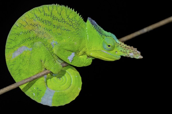 Matschie’s two-horned chamaeleon (Kinyongia matschiei), adult male, chameleon on a branch at night,