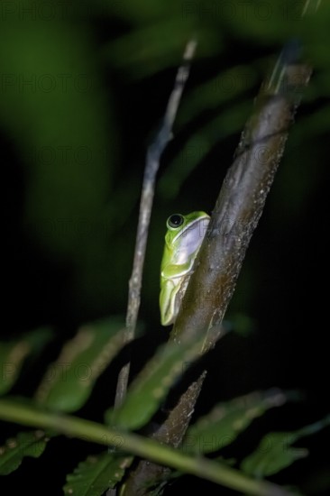 Green woodclimbing frog (Leptopelis vermiculatus) sitting on a branch, Amani Nature Forest Reserve,