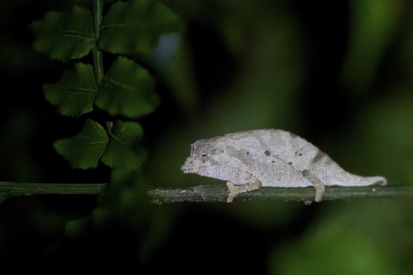 Zomba pygmy chameleon (Rieppeleon brachyurus), white chameleon on a branch at night, Amani Nature