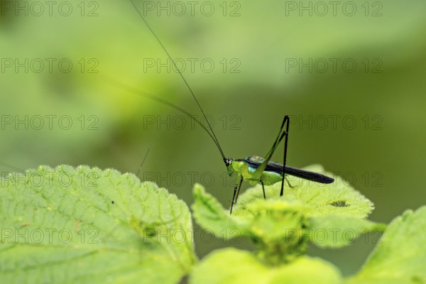 Locust Blue Jewel (Dioncomena ornata) sitting on green leaf, Amani Nature Forest Reserve, Eastern
